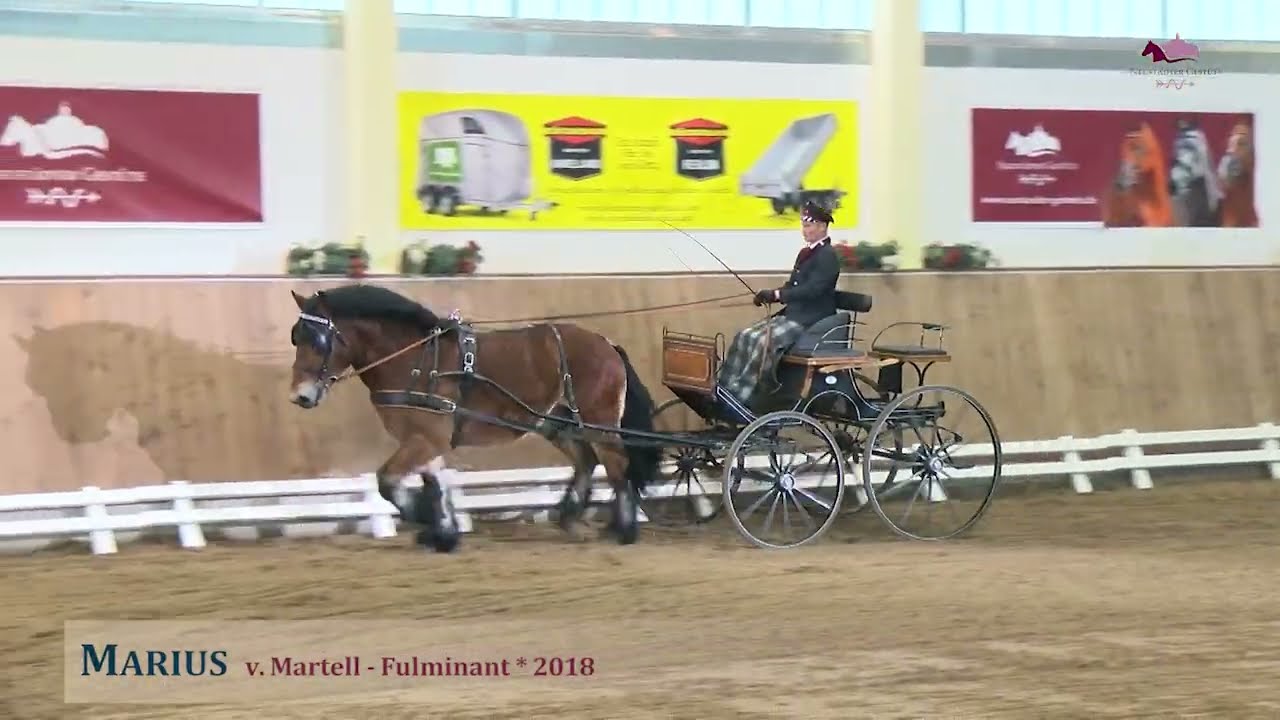 Rheinisch-Deutsches Kaltblut Marius v. Martell - Fulminant