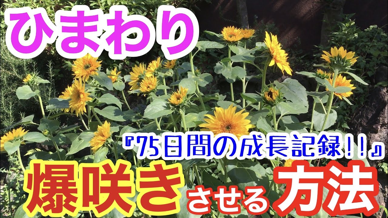 【ヒマワリ🌻】とんでもなく満開にするための方法 / 種まき〜植え付け〜開花までの75日間の成長記録を全てお見せします / 種まきは4〜6月が適期ですよ😆 / ゴッホのひまわり【ガーデニング】