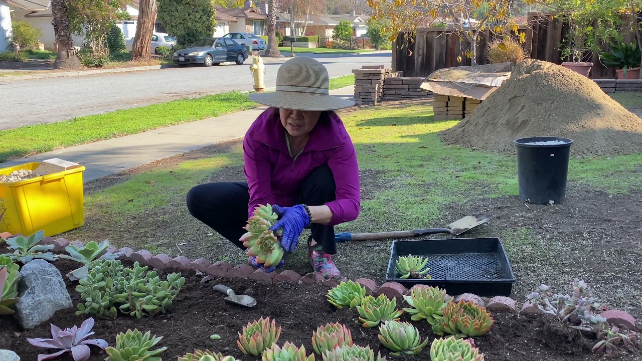Ngoại Làm lại sân trước nhà con gái, Trồng Sen Đá(full landscape with drought resistance succulents)