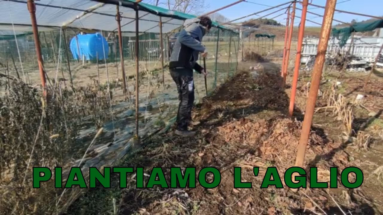 🌶🍅🍆 - L'aglio , quando e come!