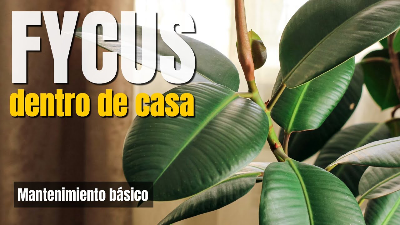 CUIDADOS Y CURIOSIDADES DEL ARBOL GOMERO (Palo de Hule o Fycus Elastica)