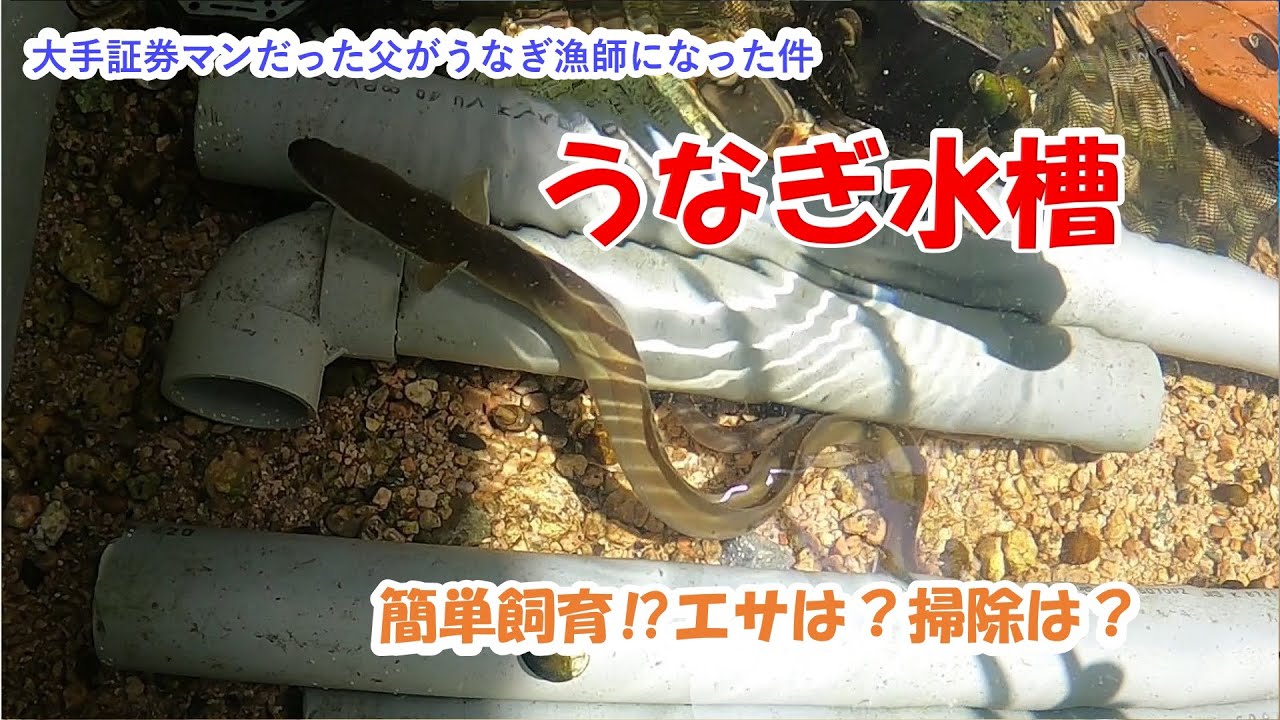【うなぎ水槽 】ウナギ簡単飼育⁉エサは？掃除は？