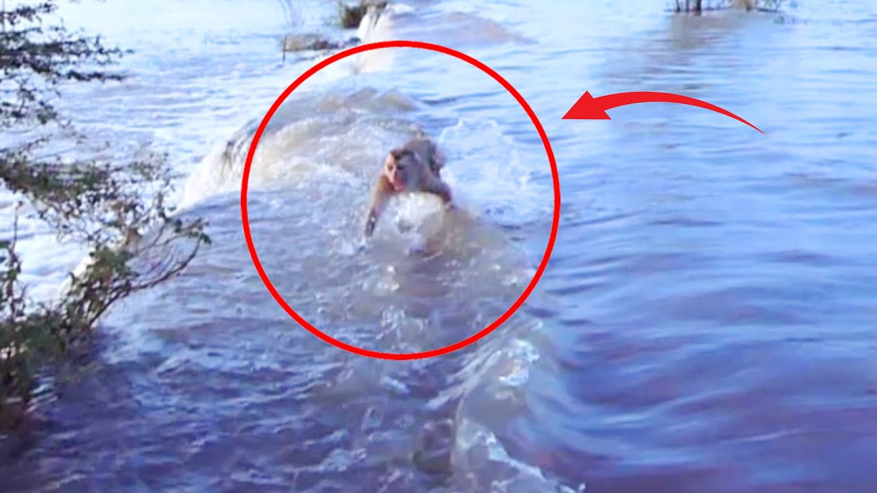 Million Accident! When monkey Achu is running across the water flow alone