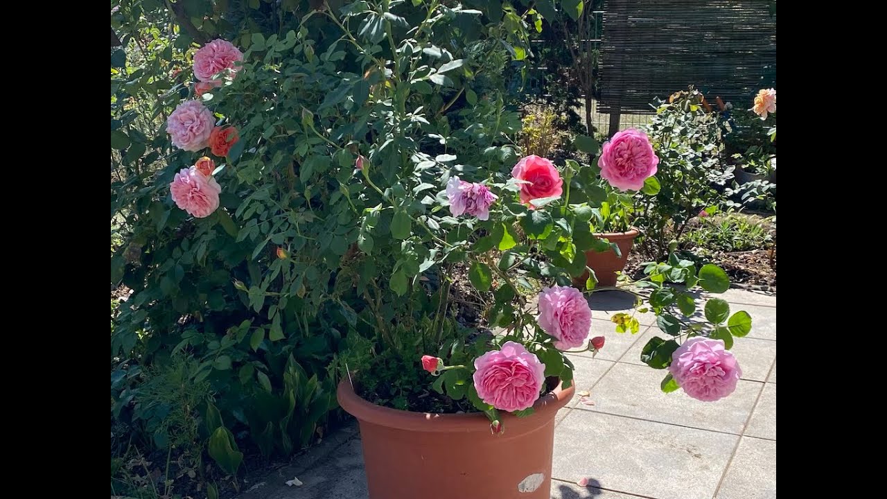 Selling all my  roses in my garden, David Austin, Kordes, Rosen Tantau, Meilland, Delbard, etc