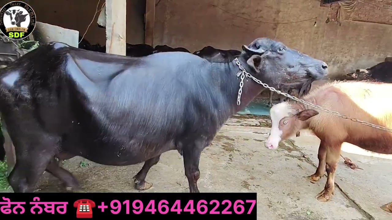 #date (06-03-26) ਬਿਲਕੁਲ ਜੈਜ਼ ਰੇਟ ਝੋਟੀ ਮਗਰ ਕੱਟੀ ਇੱਕ ਬੂਰੀ ਕੱਟੀ ਨੀਲੀ ਰਾਵੀ ਇੱਕ ਮੋਹਰਾਂ ਕੱਟੀ ਵਿਕਾਊ 