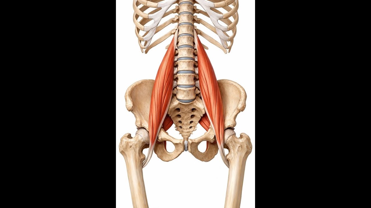 The Muscle of the Soul - The Psoas.