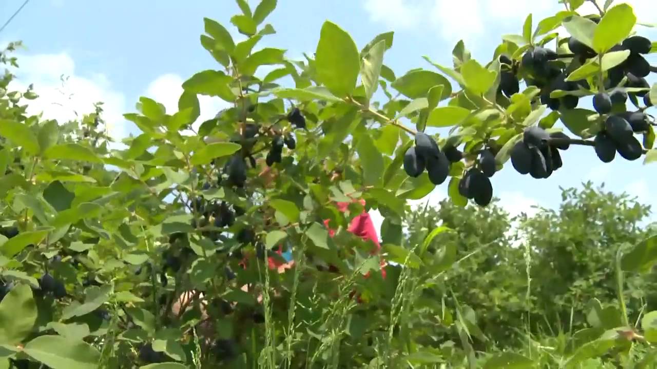 Excerpt from CTV Atlantic: Haskap Farmers cash in on hot cash crop