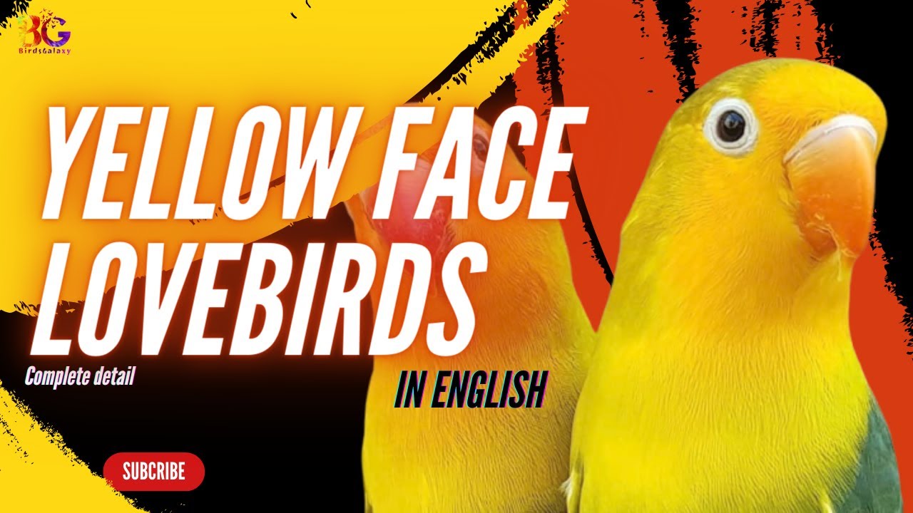 Характеристики и типы наследования желтолицых неразлучников | #видеоблог #неразлучники #тренды #р...