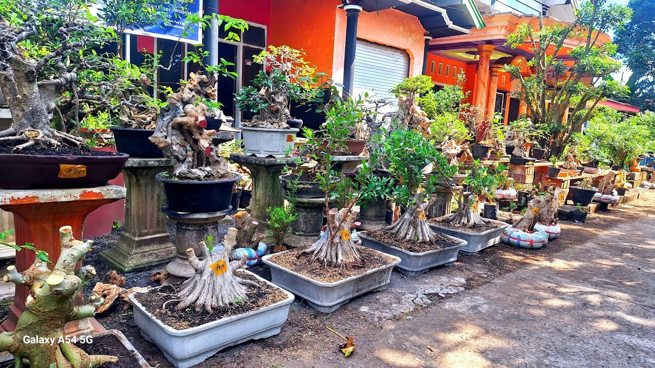 Cek Harga Untuk Pemula Berbagai Bahan Bonsai Murah 