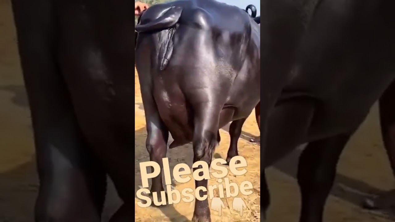 Biggest udder top quality bhains #dairyfarm #shorts #buffalo #live