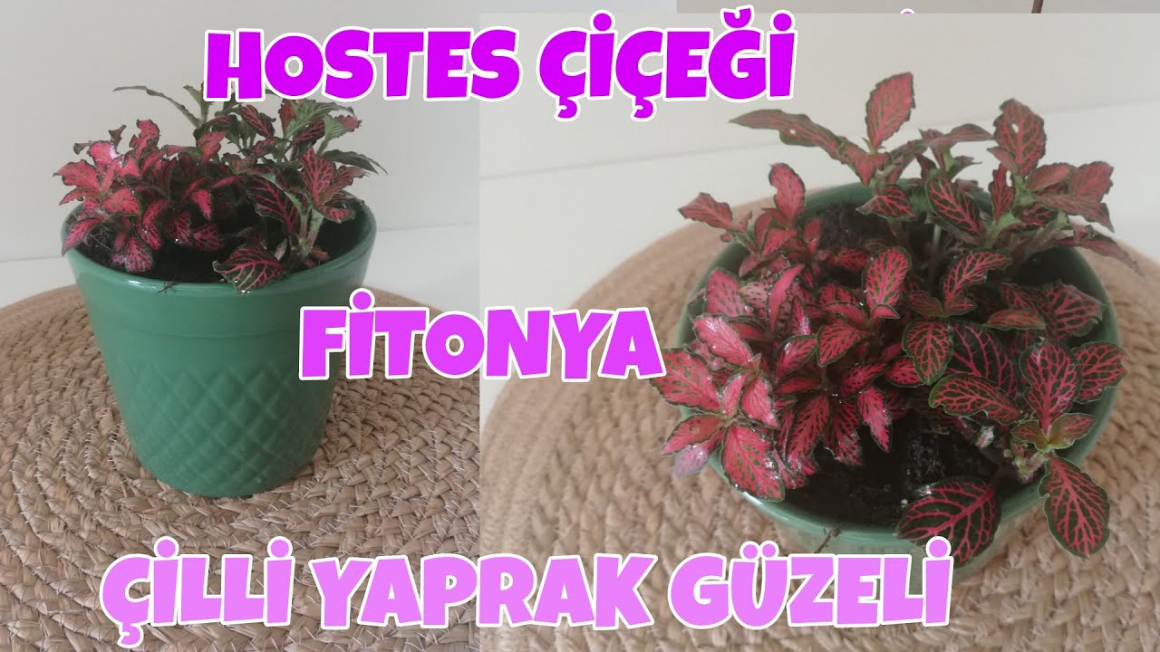 Fitonya hostes çiçeği çilli yaprak güzeli bakımı nasıl yapılır? Fittonia çiçeği nasıl çoğaltılır?