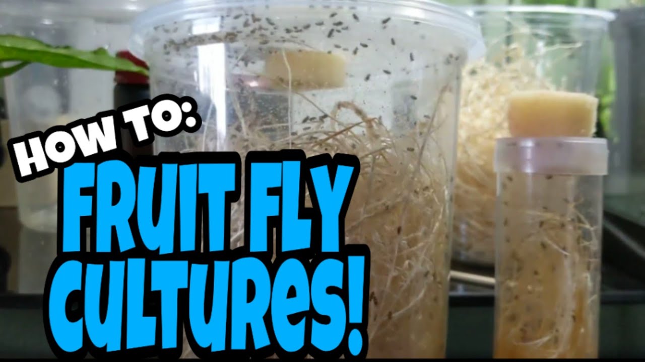 How to Make a Fruit Fly Culture