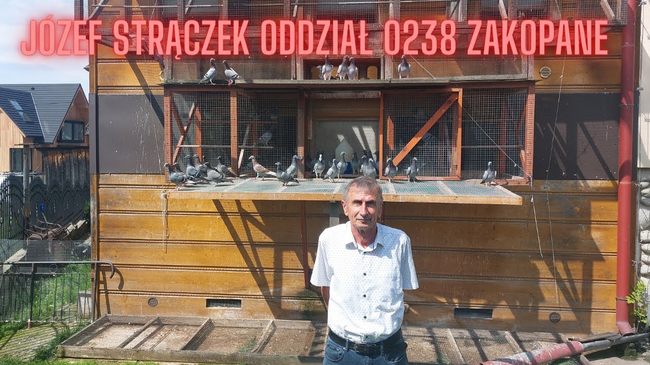 Czołowa Hodowla gołębi pocztowych | Józef Strączek | Oddział 0238 Zakopane | Praca Hodowlana |
