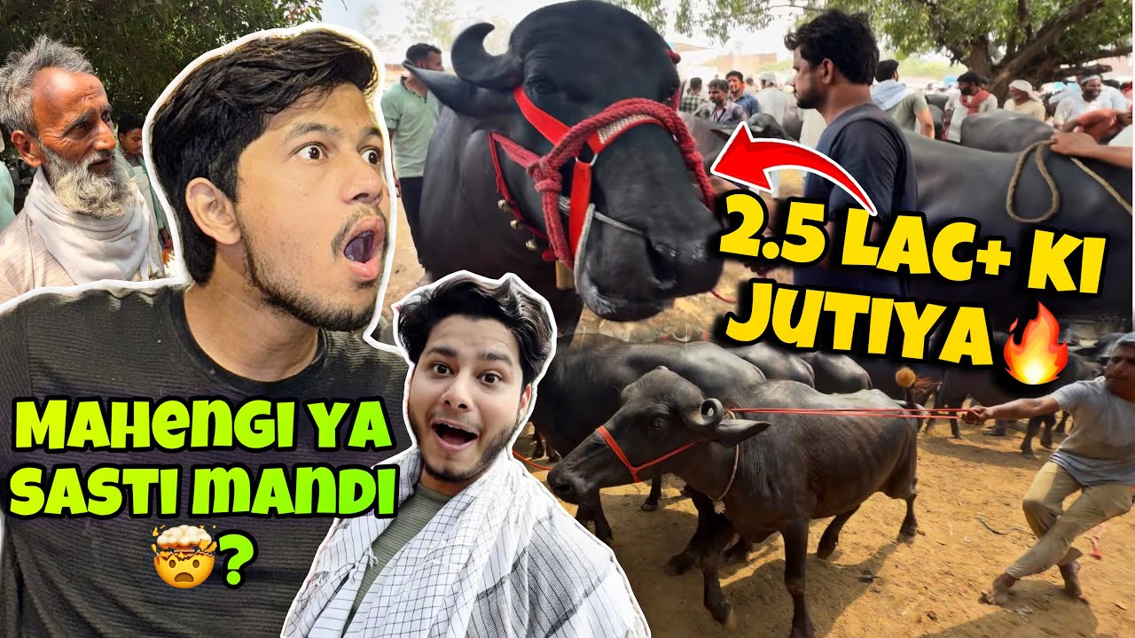 2025 Ki Sabse Mehngi Janwar Mandi | Bakra Eid Ka Heavy Janwar | Qurbani Janwar Prices & Mandi Tour