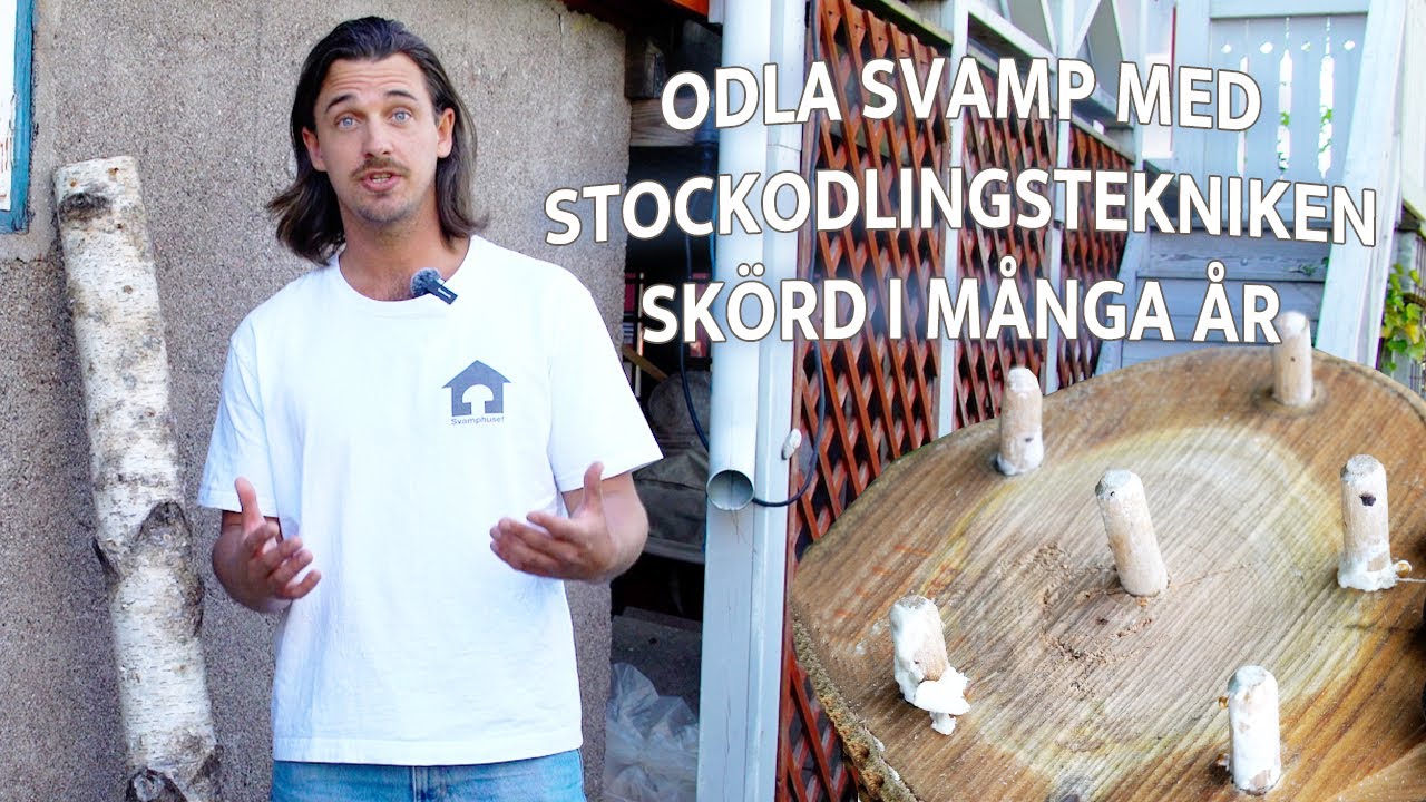 SÅ ODLAR DU SVAMP PÅ STOCKAR | Tekniken som ger skörd i flera år!