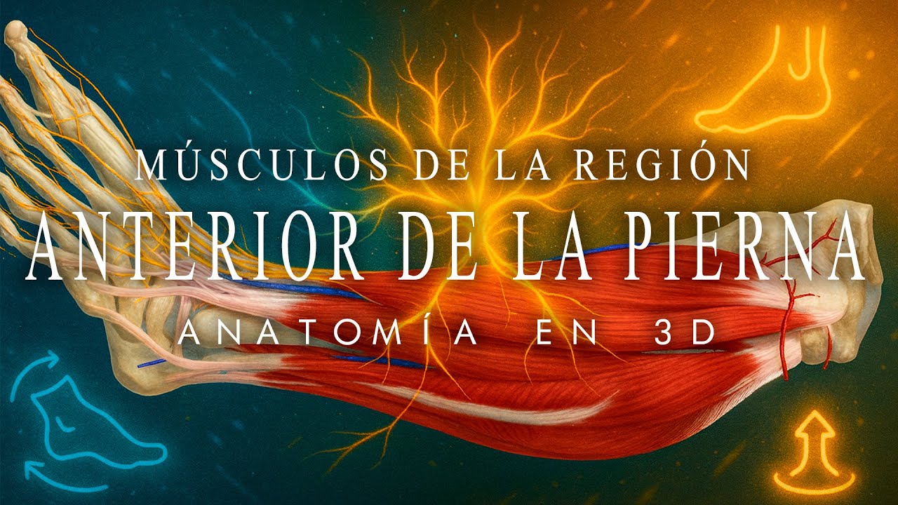 ANATOMIA EN 3D Músculos de la Región Anterior de