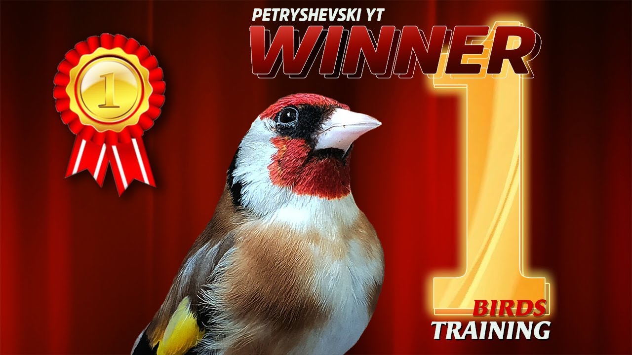 12h - The Best GOLDFINCH Song - Extra for Training