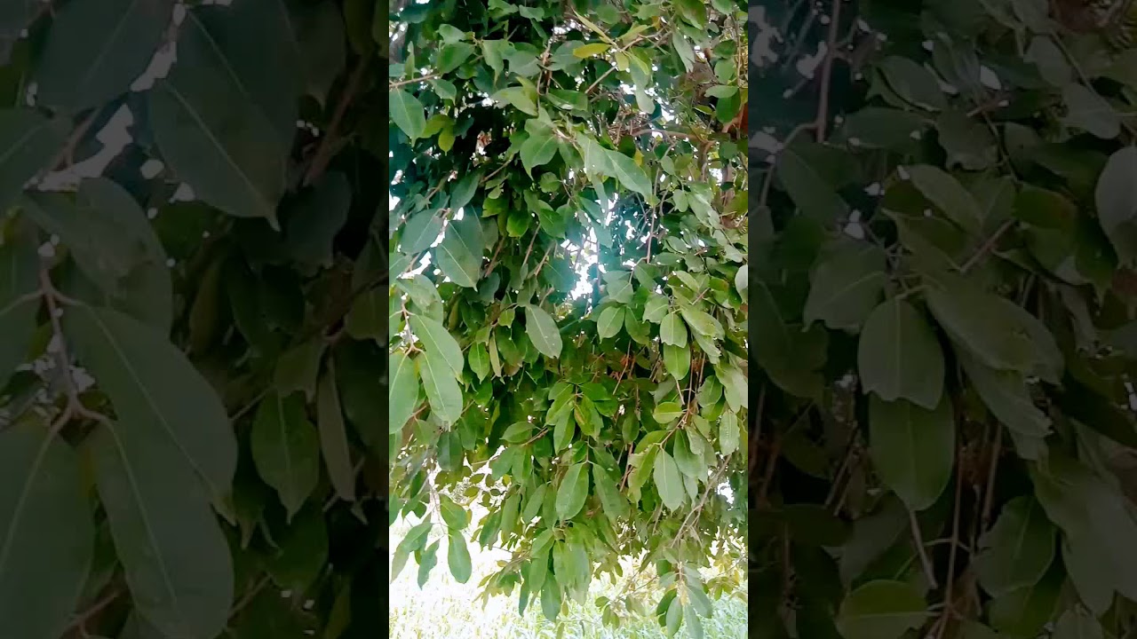 Big Jamun Tree