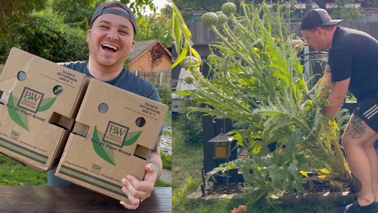 Proven Winners Plant unboxing and I hope my artichoke makes it! 📦😱🤞🏻