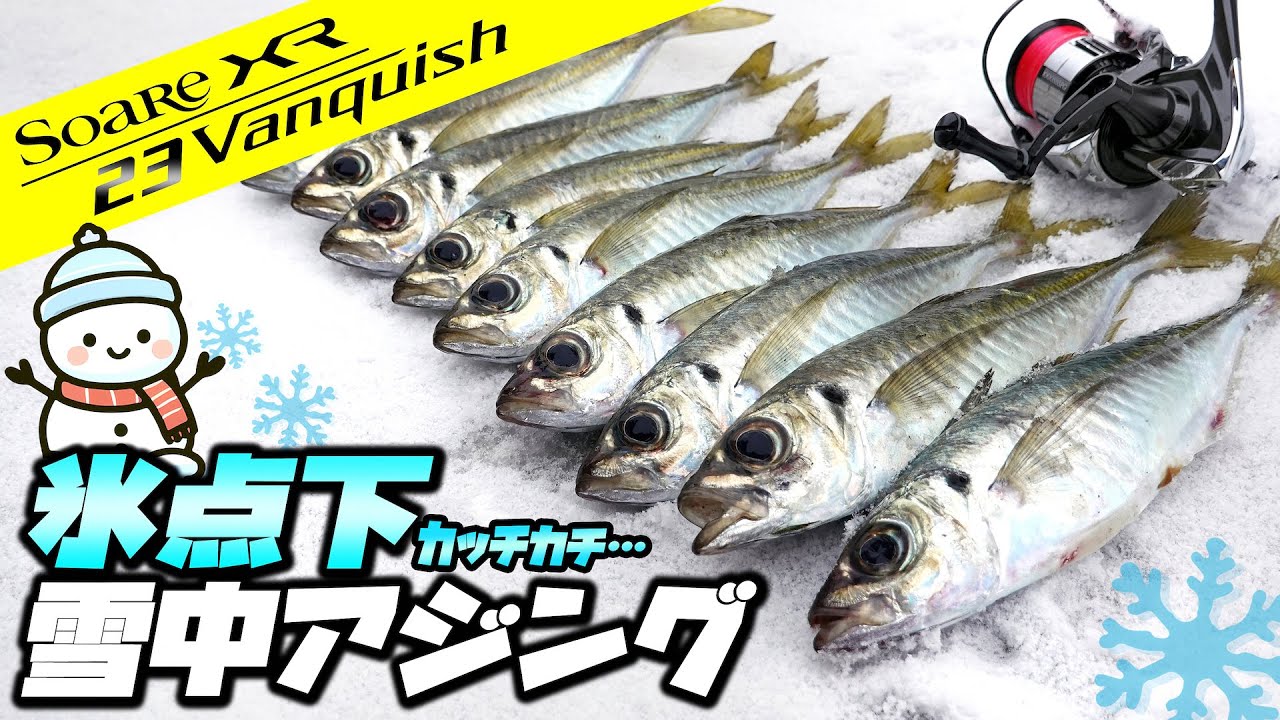 【雪中アジング】2月の東北日本海で鯵が好調？ウワサの真相を確かめろ！