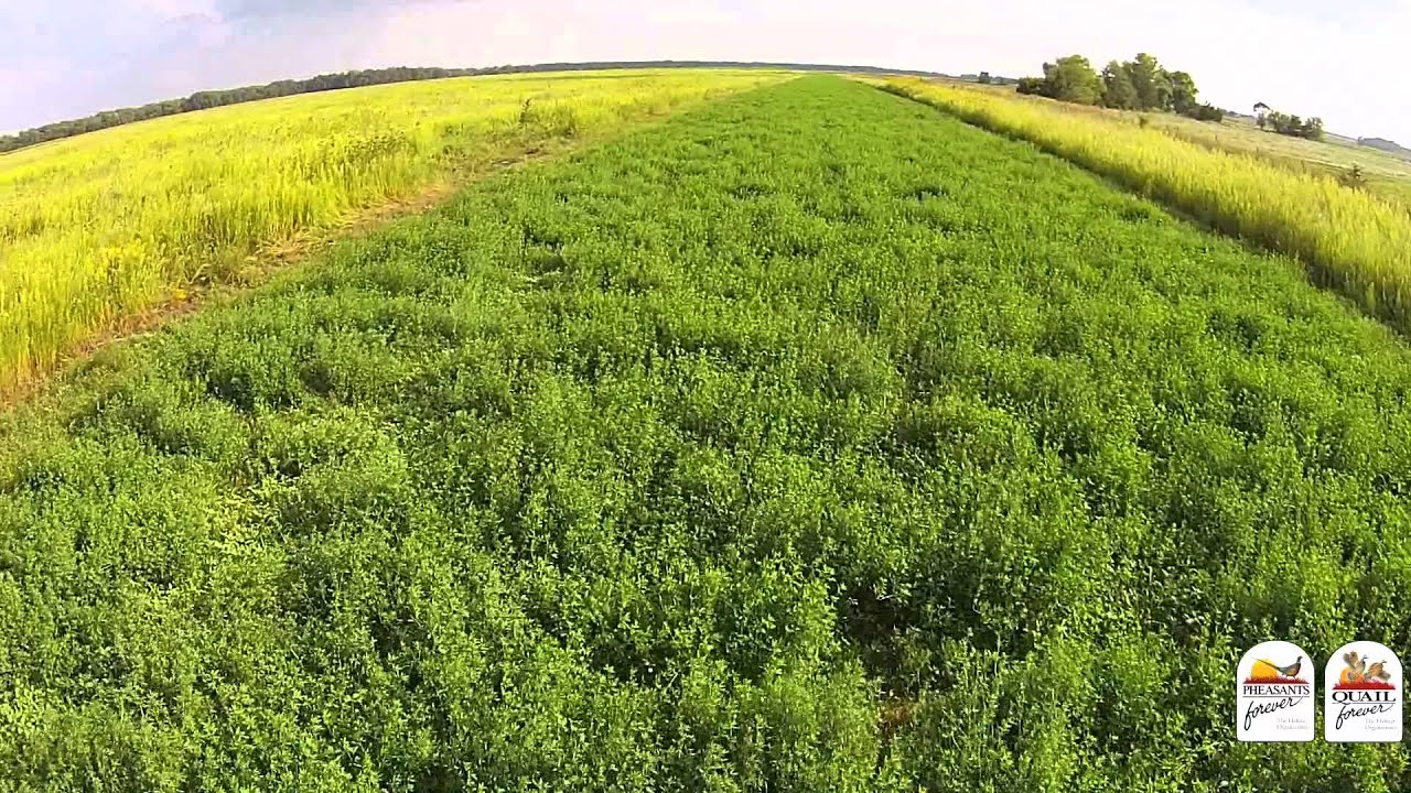 Using a Green Firebreak Habitat Tip