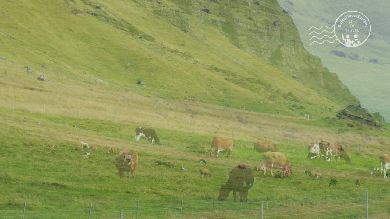 Icelandic Cow