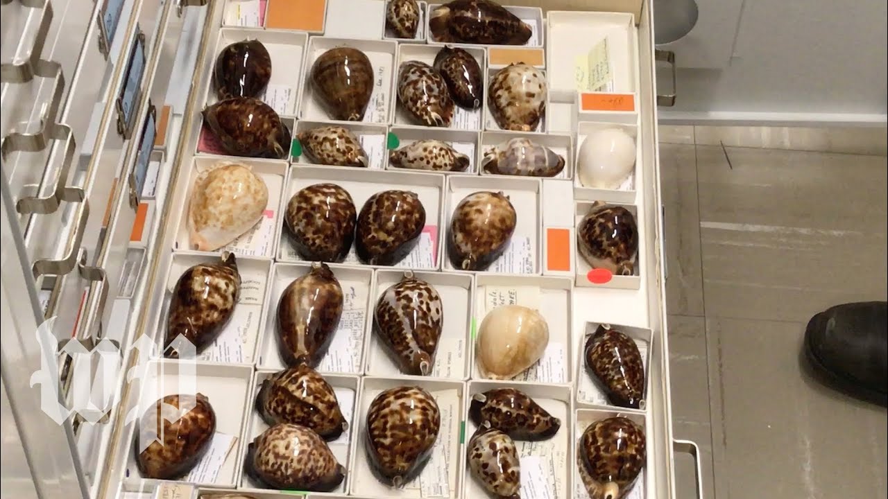 Why some cowrie shells might be too beautiful for their own good