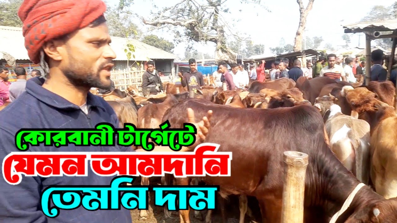বসুনিয়া হাটে চাহিদা ও আমদানি ব‍্যাপক | কোরবানী টার্গেটের গরুর দাম যেনেনিন