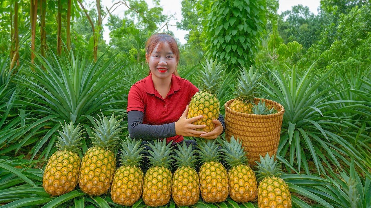 Harvesting Pineapple go to Market Sell  - How to grow pineapple | Lucia's Daily Life