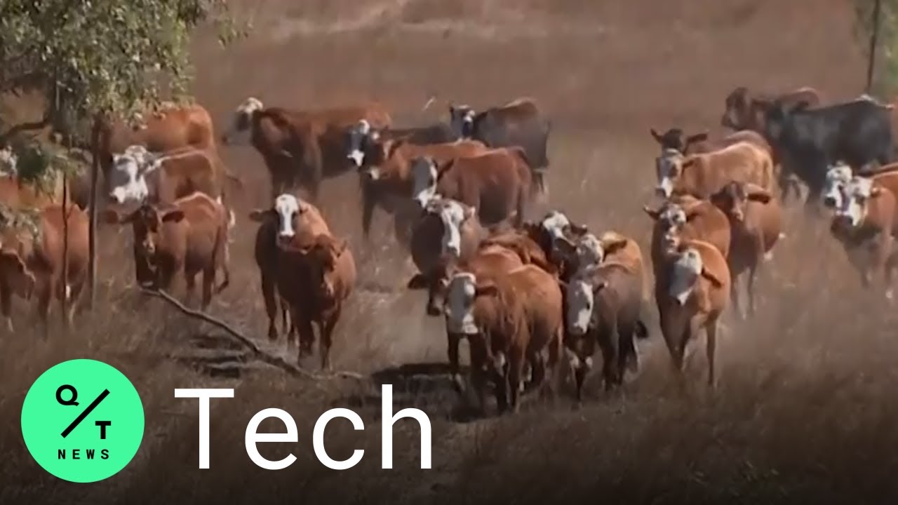 How Drones Are Helping Farmers Herd Cattle in Australia
