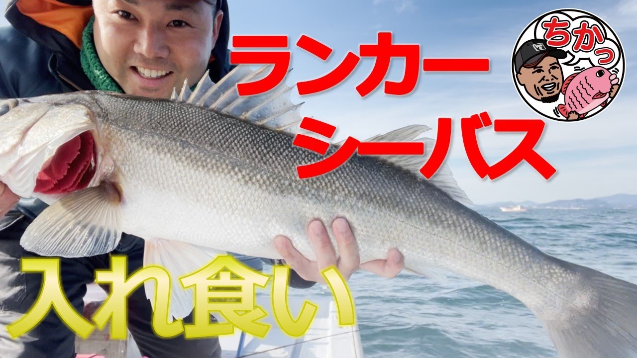 【実釣】ランカー入れ食い！大村湾ランカーシーバスシーズン始まりました