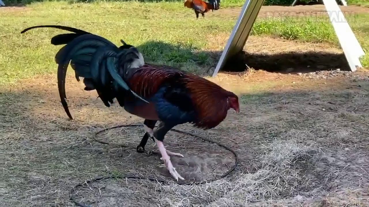 Iron Creek Gamefarm | Alfredo Flores | Top Gamefowl Breeders