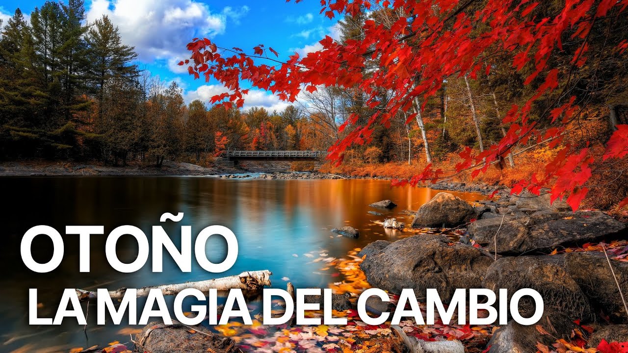 El Otoño - Un Mundo de Colores | La Transformación Entre Sombras y Dorados🍁✨