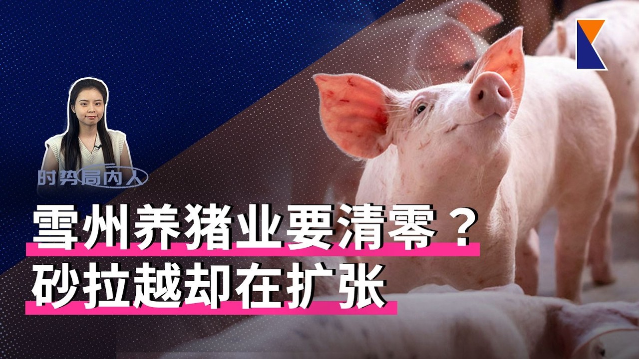 雪州猪场或清零，猪肉供应谁来填补？| 阿占持股丑闻升级【时势局内人】11/2/26