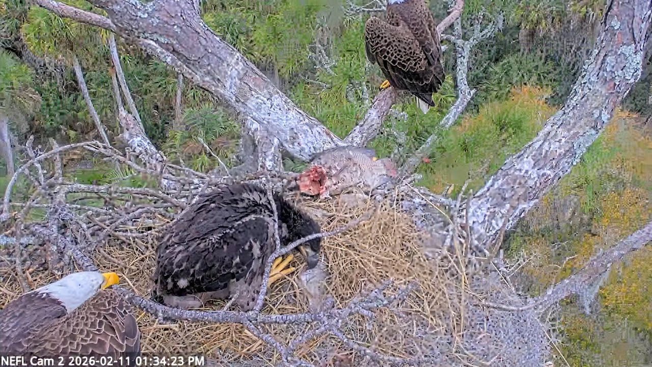 NEFL EAGLES 2026.2.11 EVE and KAI placed the large branch that fell on KAI into their nest together.