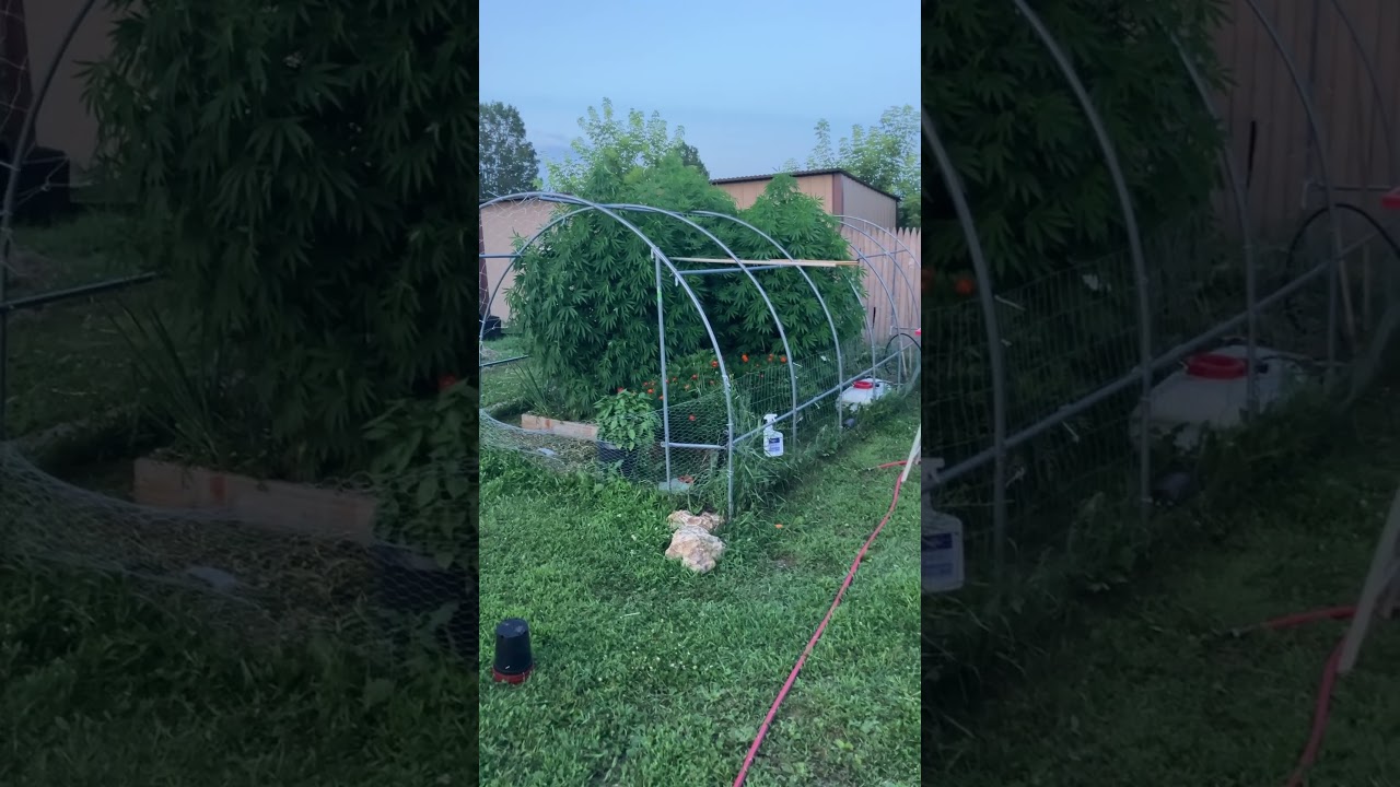 Minnesota Outdoor Cannabis Started from seed, in the dirt May 1st. Mendo Dope educated