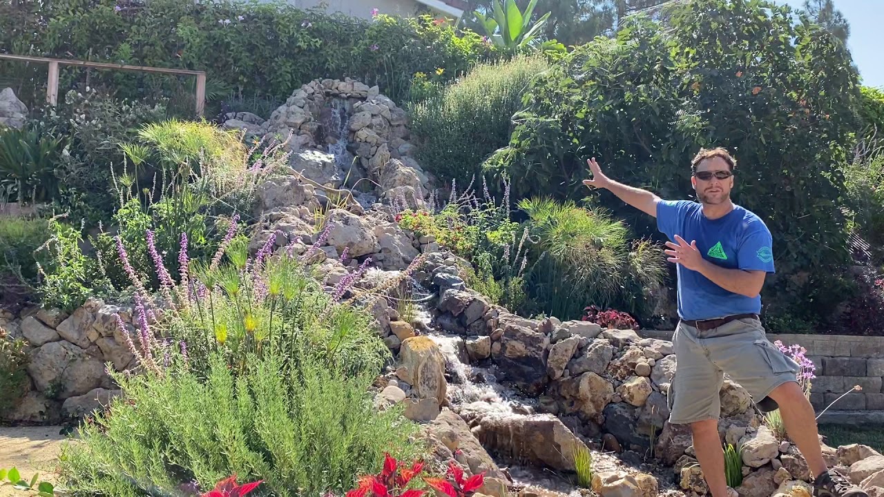 Exploring Plants Around Our Pondless Waterfall