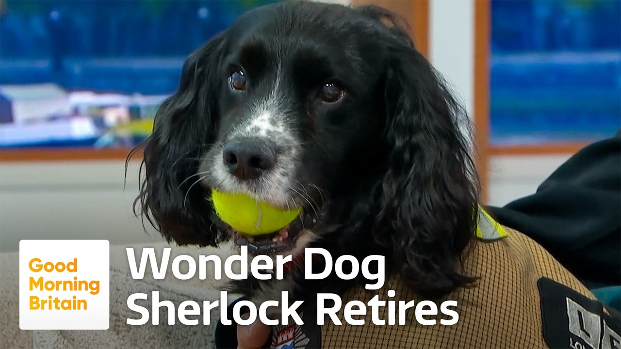 London Fire Brigade's Longest-Serving Investigation Dog Retires!