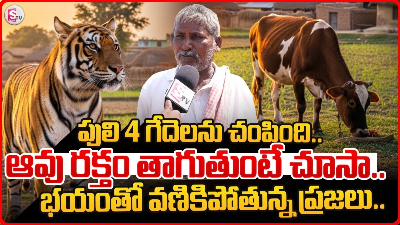 భయంతో వణికిపోతున్న ప్రజలు.. || Tiger Hulchal In Siddipet District | Telangana |@sumantvvizag