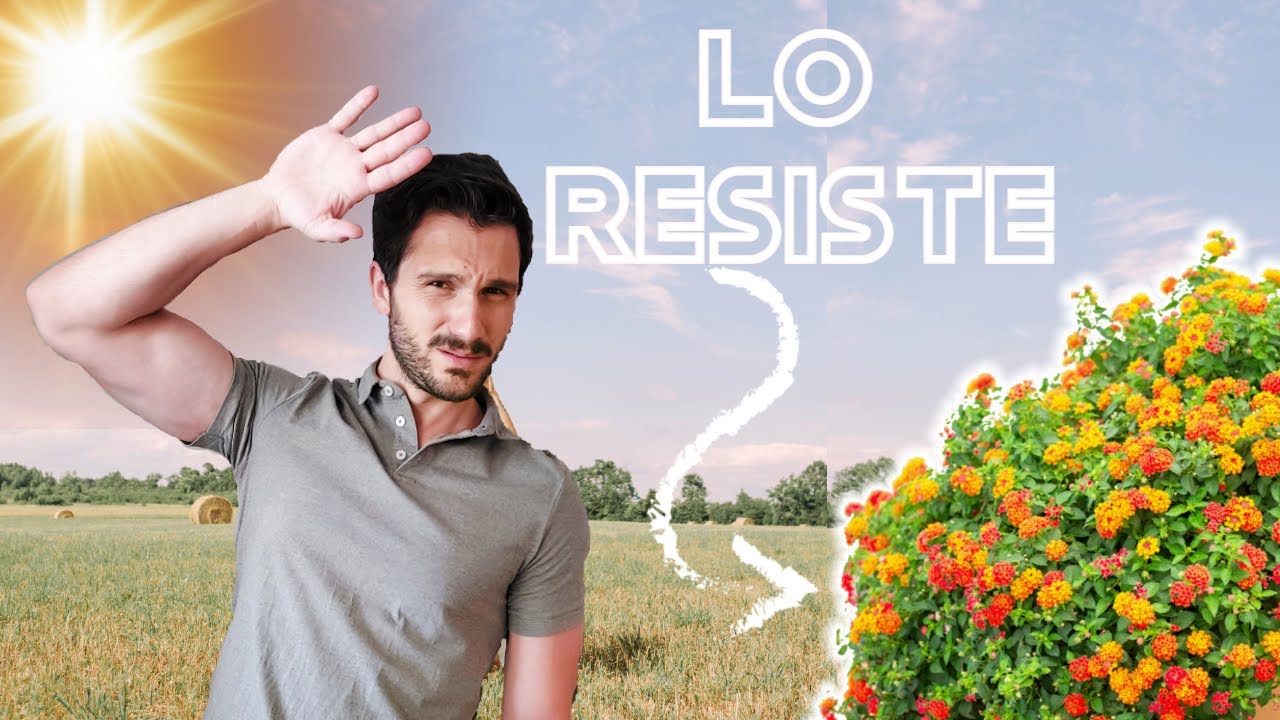 Planta resistente al SOL con FLORES en VERANO 🤯Lantana CAMARA arbusto con FLORES 💐