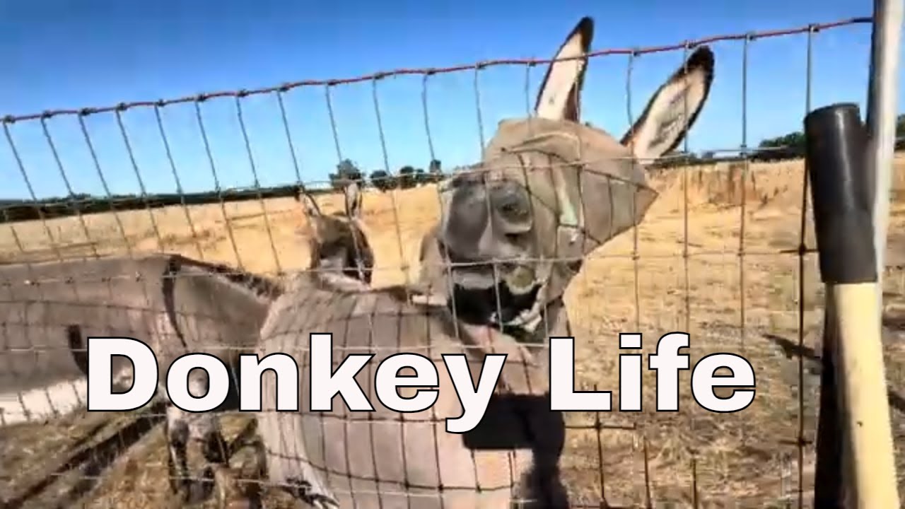 Saturday morning Farm Chores vlog #animals #donkey #garden