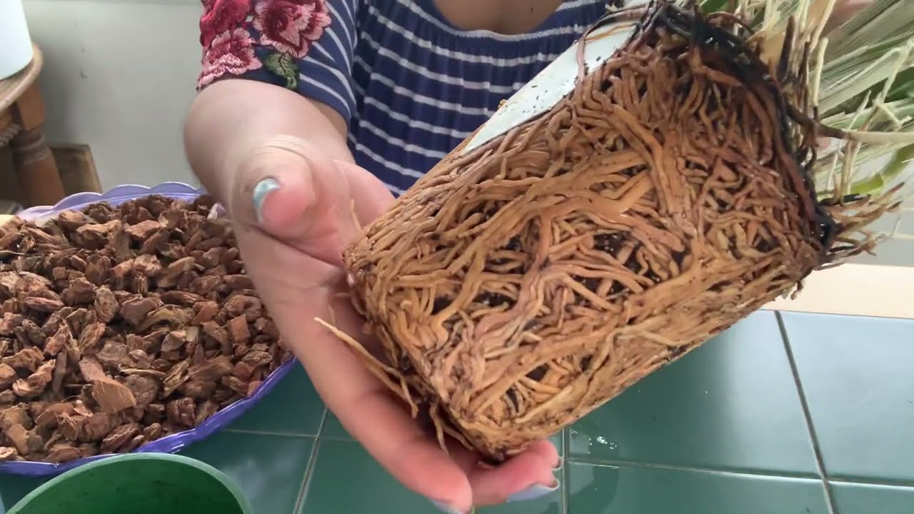 Cambio de sustrato a orquídea Dendrobium novile en maceta reciclada
