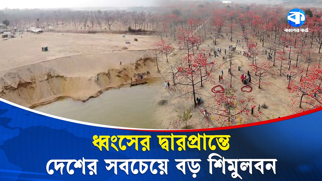 বালুখেকোদের থাবায় ধ্বংসের মুখে নৈসর্গিক সৌন্দর্যের শিমুলবাগান |  Shimul Bagan | Sunamganj News