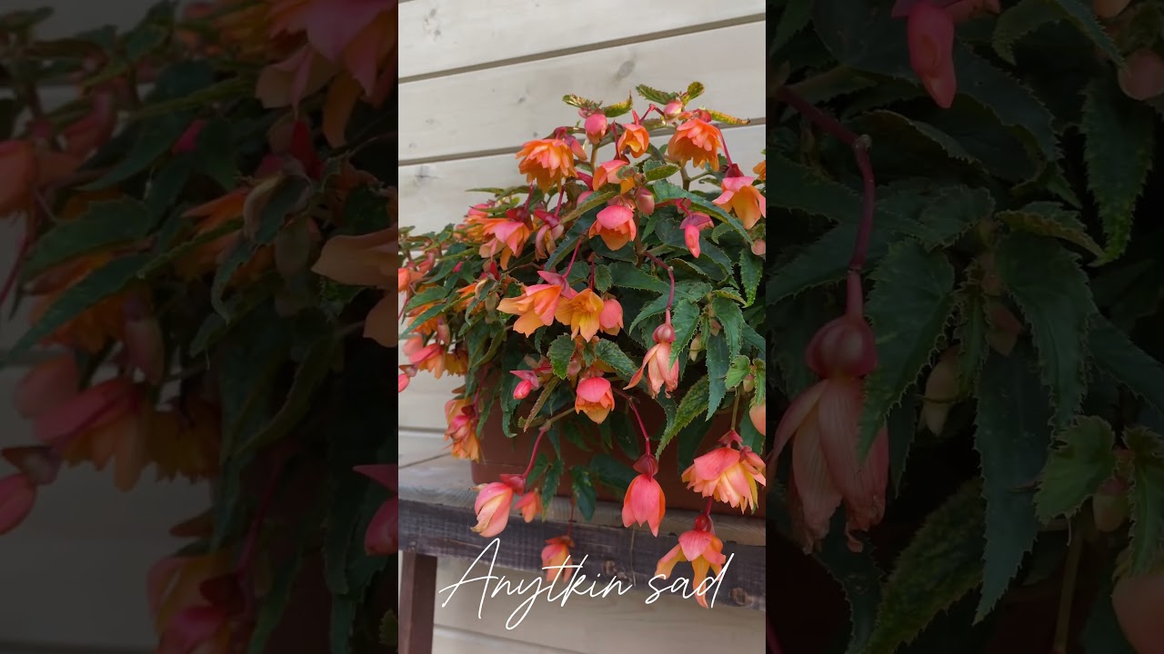Бегония BELLECONIA Mango #цветы #сад #бегония #беллекония #garden #цветыдлясада