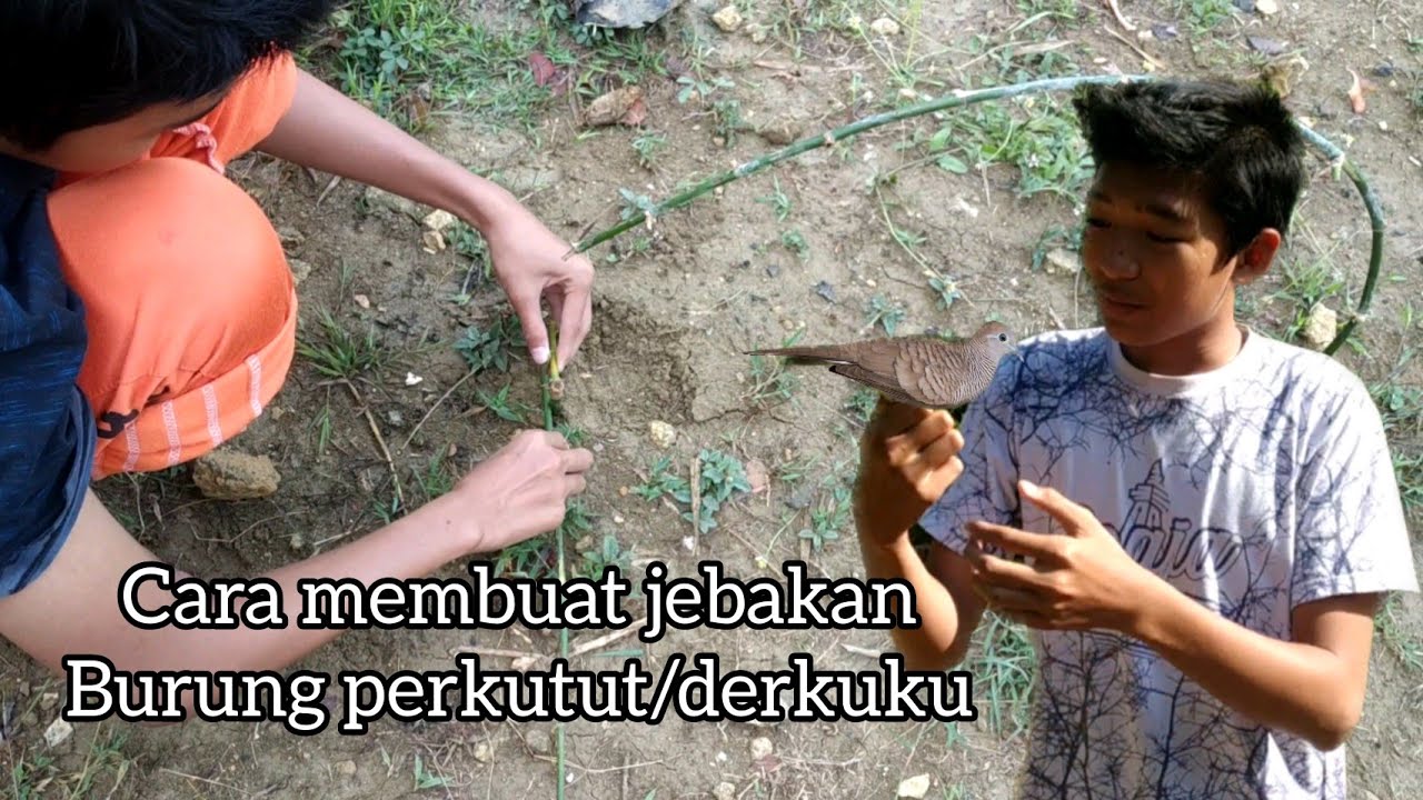 Cara membuat jebakan burung perkutut atau derkuku dengan cara yang ampuh