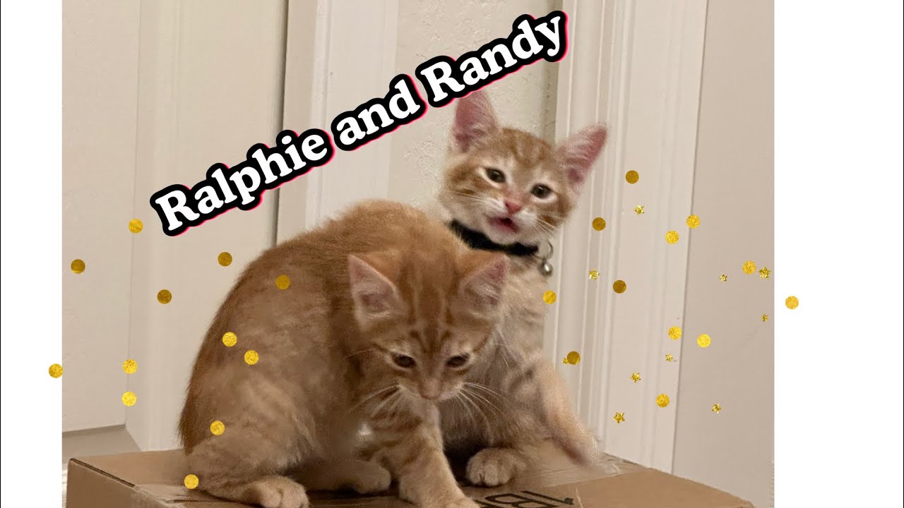 A Tale of 2 Kitties, New Kittens get Adopted, New Home for Kitties, Orange Tabbies, Adoption Story 