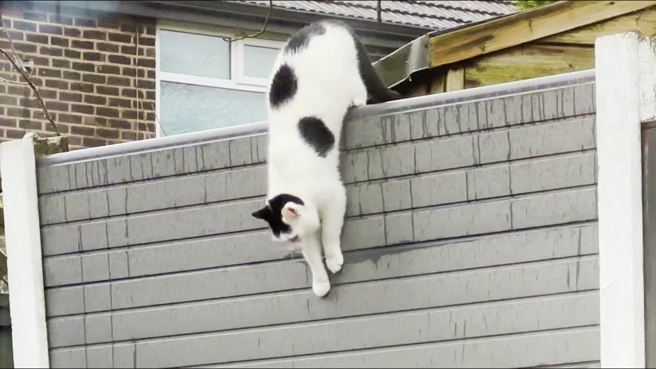 Neighbour's Cat Visits