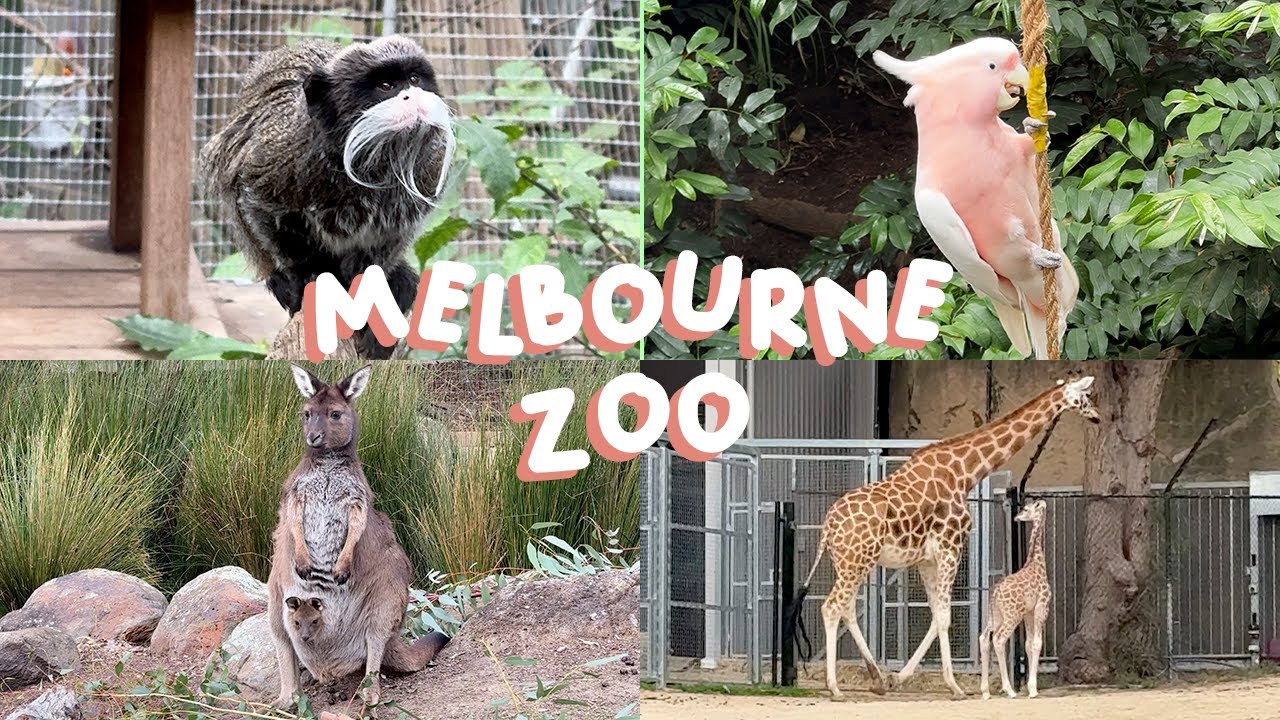 A Day at Melbourne Zoo 🇦🇺🦘 | Animals, Shows, & Food