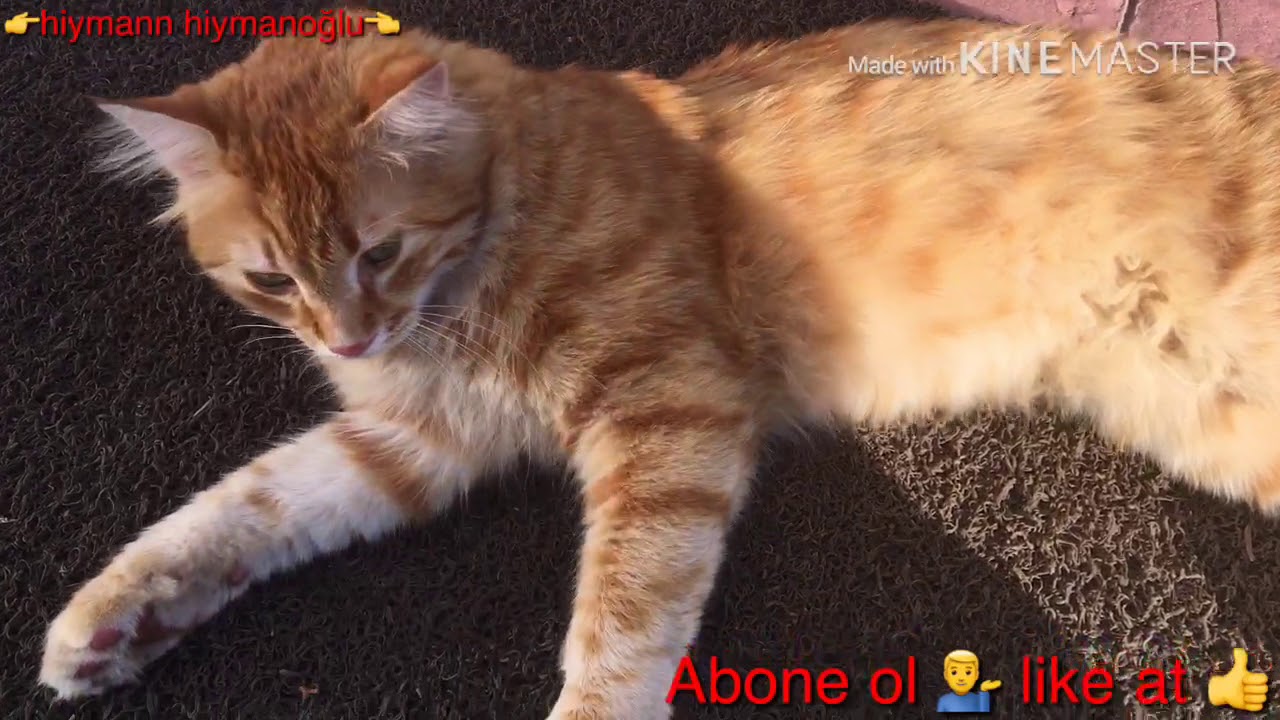 #KEDİ #CAT #PET #EVCİLHAYVANLAR  KEDİMİZ EZELİ TANITIYORUZ :)