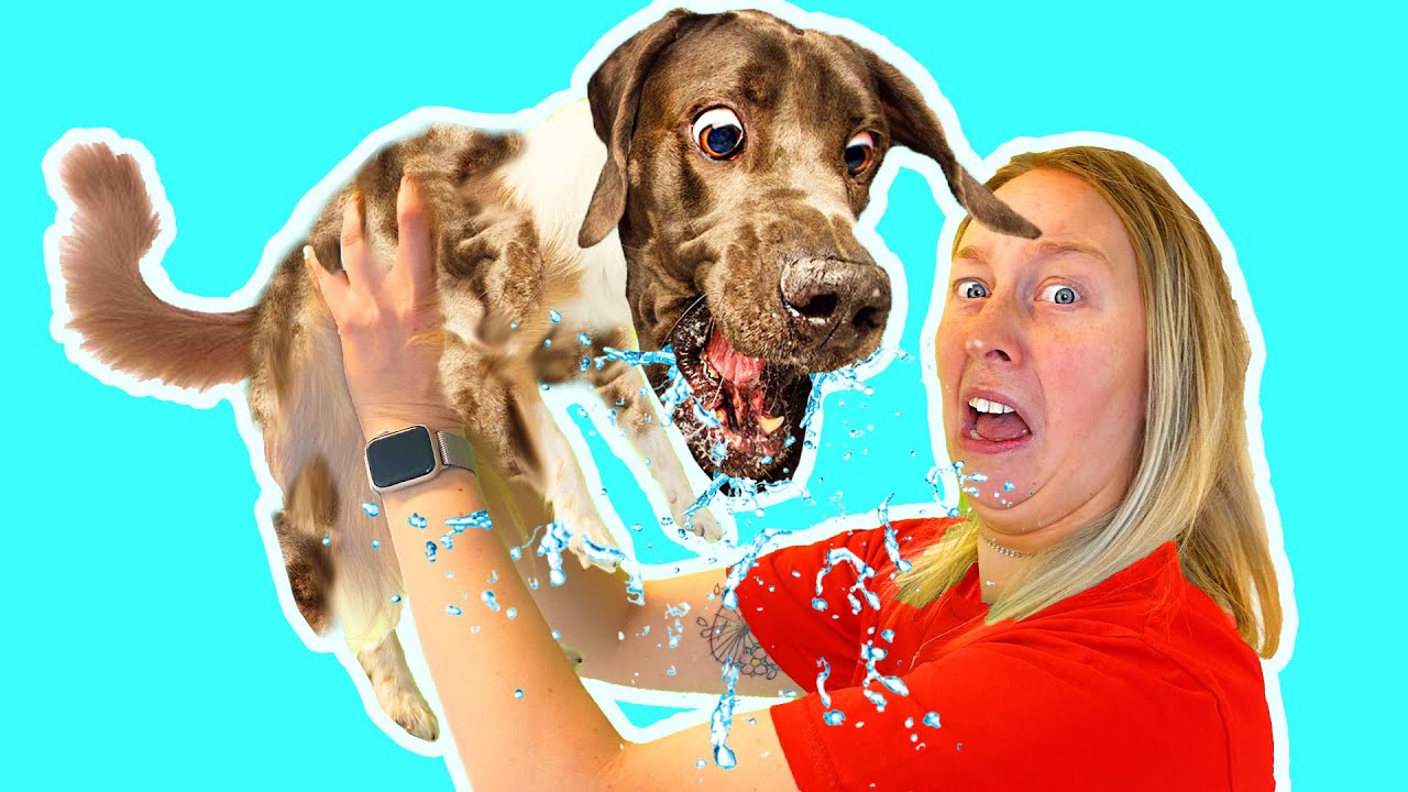 BYTER HUND I 24 TIMMAR!